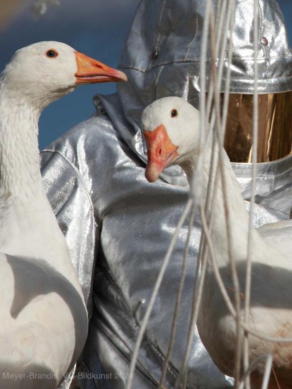 KIT Moon Goose Colony © Agnes_Meyer-Brandis