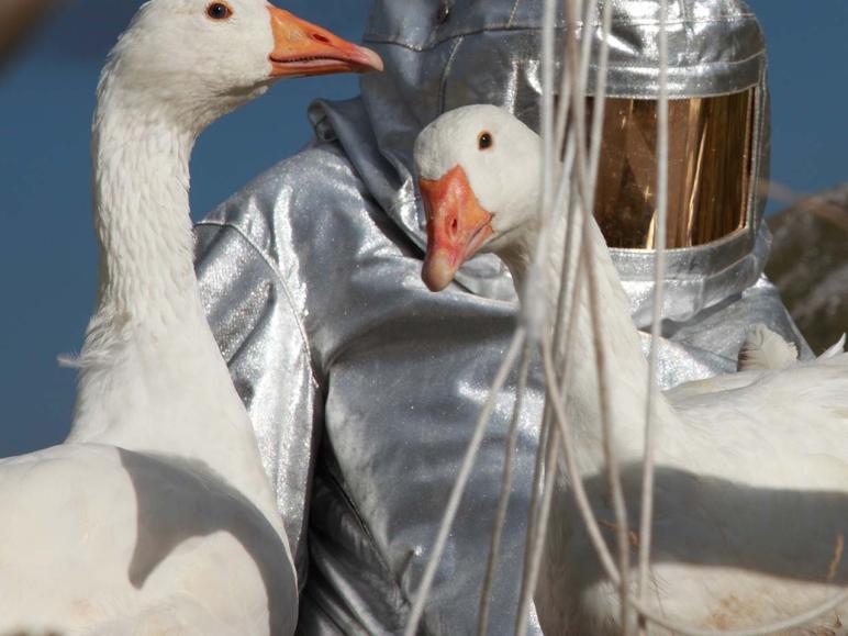 KIT Moon Goose Colony © Agnes_Meyer-Brandis